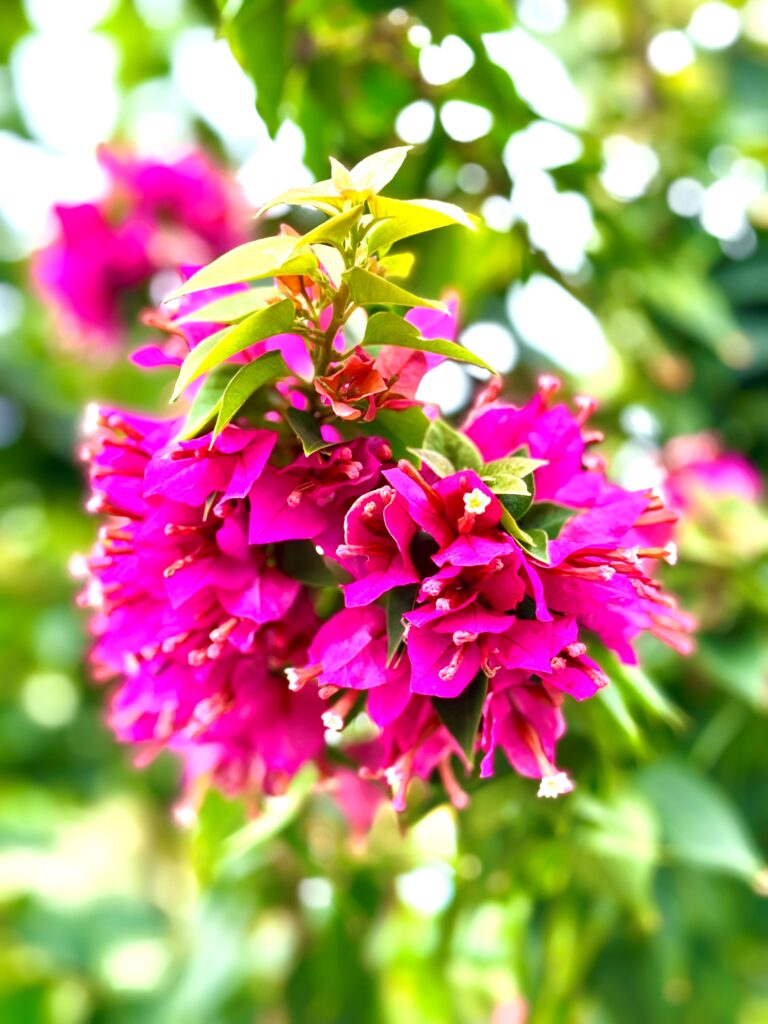 現在の画像: teketomijma